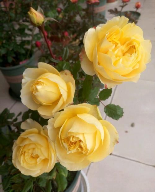  #小院#家有小院，养这几款花，开花勤爱爆盆，枝繁叶茂，全年花开如春
