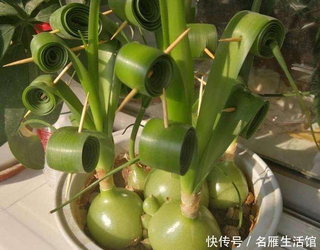  万年青@养殖虎眼万年青该怎么浇水？弄清前提、时机，植株越长越旺