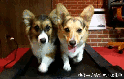 爆笑GIF动图:切,不就是个拼音吗?小学的时候就