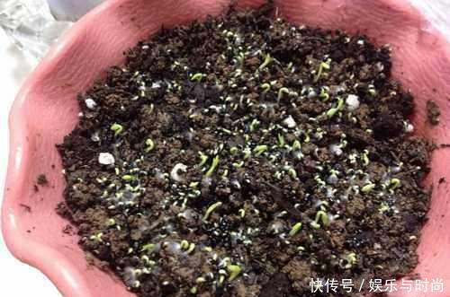  『花钱买』还在花钱买盆栽用半个火龙果，就可以种出这么漂亮的盆栽绿植！