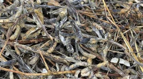 『可别自讨苦』为何患癌人数越来越多?提醒:需忌口5物,希望你别在吃上犯错