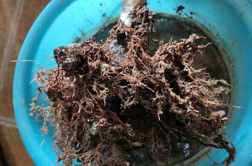  「盆土」寻求帮助：出差半个月回来，烂根严重的茶花盆栽还有救活的可能吗