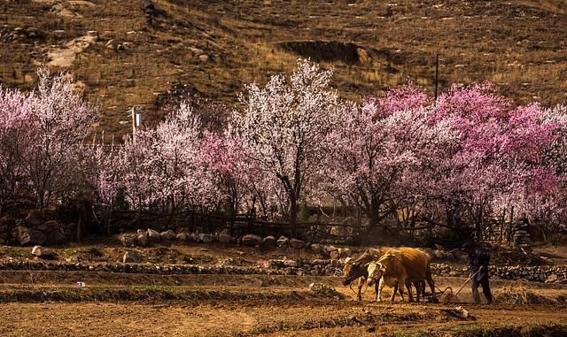  [农民]农民种地不赚钱，那么谁受益了呢？