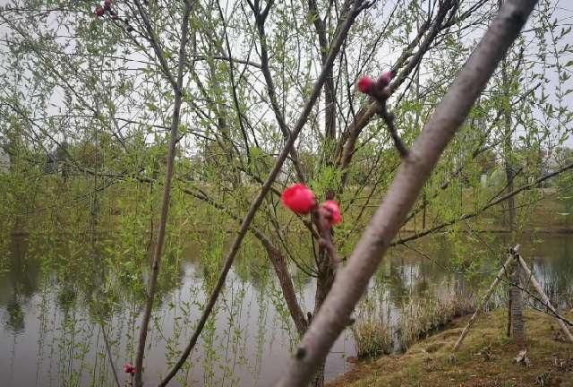 「逍遥自」几多春风几多景,不少春雨不少情
