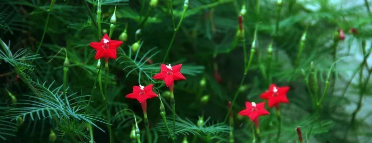  『开花时』她在院子里养了1棵花,春天开花上千朵,花多浓香,开成一面花墙