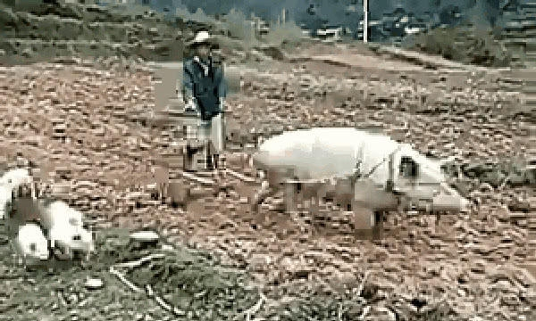 男子深山徒步,发现有人用母猪代替黄牛耕地,不得不佩服母猪！