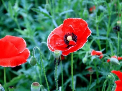  [我国]我国最特殊的农民，因种植一物被24小时保护，他们有何特