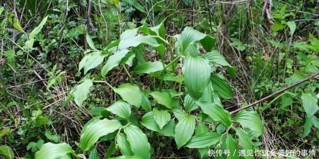 买到|曾经常被当成杂草,如今变成高档野菜,有价无市难买到!