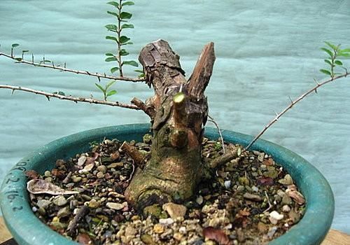 矮霸雀梅养桩到成型——岭南盆景“截干蓄枝”技法全记录！