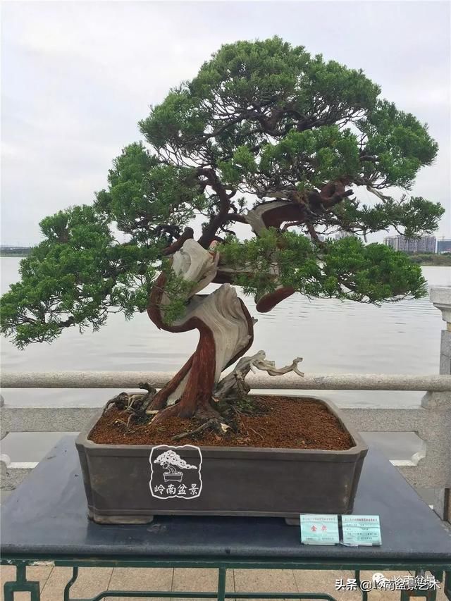 广州园艺博览会岭南盆景作品回顾