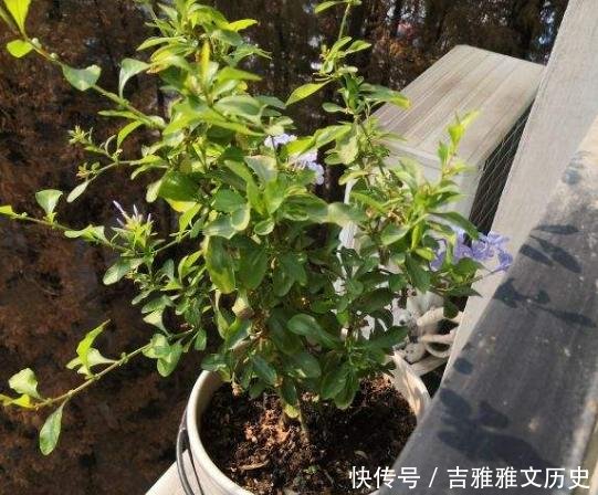 『开花』开花劳模就是它,开春狠心剪一剪,半个月就爆盆,不要心疼枝条!