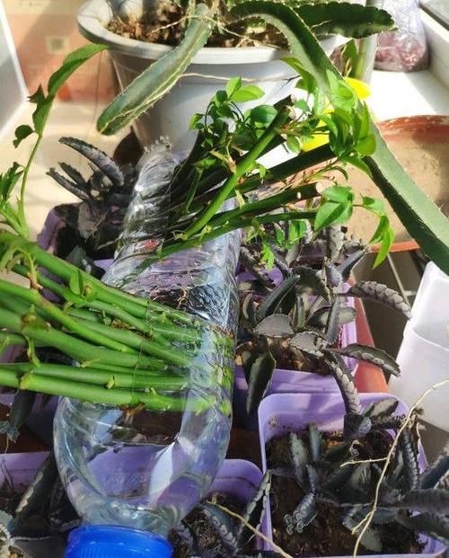  【自制】自制4种“生根水”，扦插枝条蘸一蘸，7天就生根，90%成活率