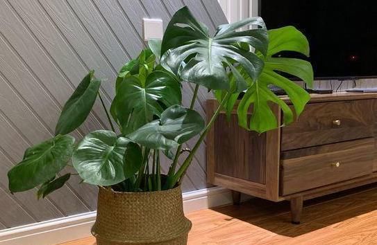 『花卉植物』在家盆栽花草植物总养不好?4个细节适当粗养,植株越长越旺盛