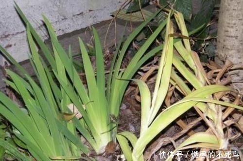  人称■山坡下的1种“野草”，人称“乌扇”，挖回家养，比月季美，珍贵