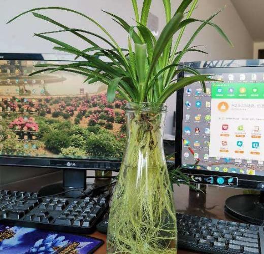  [剪下来]扦插最好活的花，枝条沾土就生根，不出俩月准爆盆