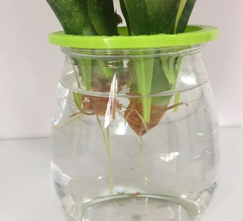 入水中■水培虎皮兰有技巧,不重视3点,水培再多也是徒劳