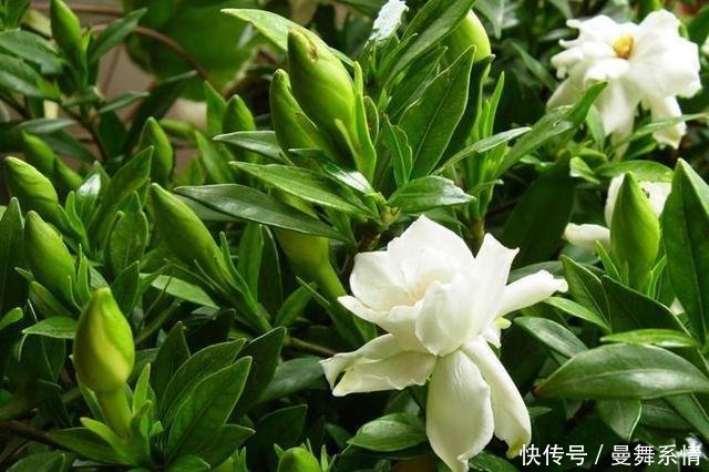  『栀子花』院里养了几株栀子花，枝条上全是小虫子，教你一招好解决