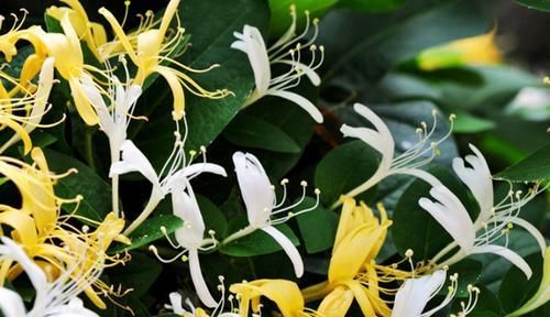  【盘点】盘点自然界中纯洁干净的白色花卉，洁白无瑕，有些还芳香四溢！