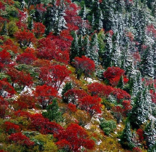 仍未公开的绝对秘境！中国版的“黄石公园”，亚洲最大的冰瀑－－