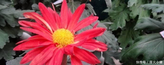  「红霞」喜欢菊花的话，养花罗的优秀名字菊花就行了桃子像吐红霞一样，红光要掉下来了欣赏