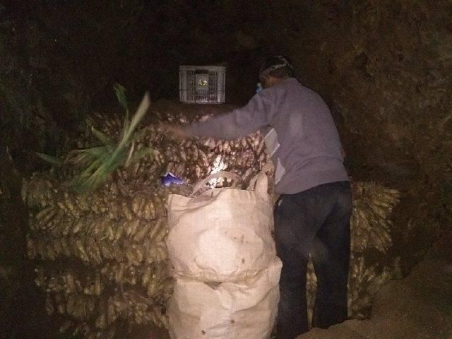 农民不种大蒜种这货用地窖存，亩产六千多斤3元一斤亩赚2万多