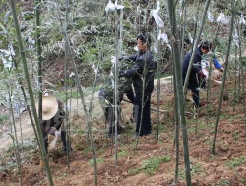  「竹子开花」农村老人常说“竹子开花马上搬家”是什么意思？这