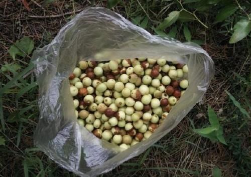  「植物」在五台山附近，1种野草较为“独特”，能结出“小红果”，价值高
