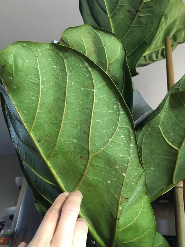 植物的叶片■两三周给室内植物清洁一次，远离病虫害，让叶子更油亮
