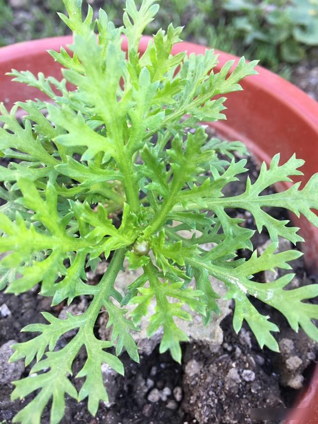 顶芽:这花就是欠“掐”,把顶芽掐掉,掐得越狠,开花越多