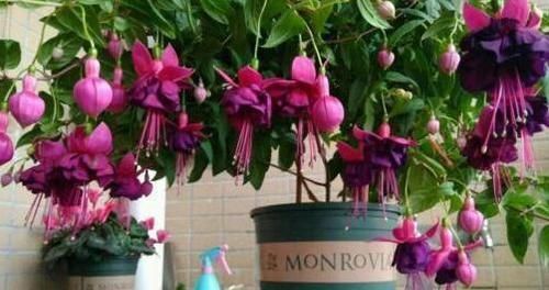  水里@5种花“趁着”春天快扦插，枝条丢水里，5天就生根，好活长得快