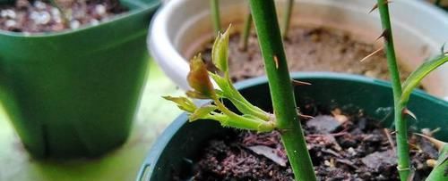  「白心红薯」现在流行“红薯”钓鱼，利用好了，中勾率很客观！