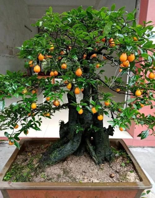  「身价」这六种植物越养越值钱，在家养几年，身价猛涨几倍！你家养了几种