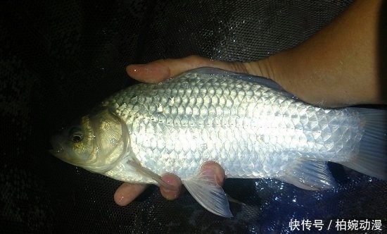 钓法|双钩钓法中,上钩中鱼和下钩中鱼的区别有哪些?是灵、还是顿?