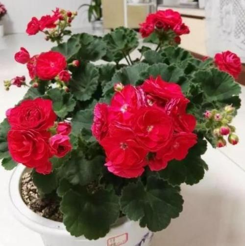  [室内]多年生的'万岁玫瑰'，花型似玫瑰，适合室内种，开花漂亮招人喜