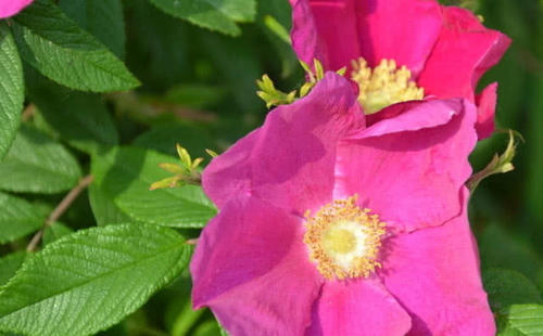 农村这种野生植物不但果实味道爽甜，价值用也很多，你有见过没