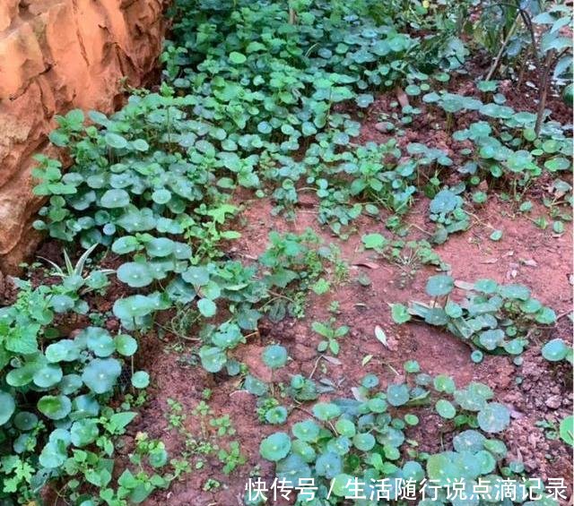  『随便』家里2种花，不要随便养，都是“入侵草”，一旦落地，没地方插脚