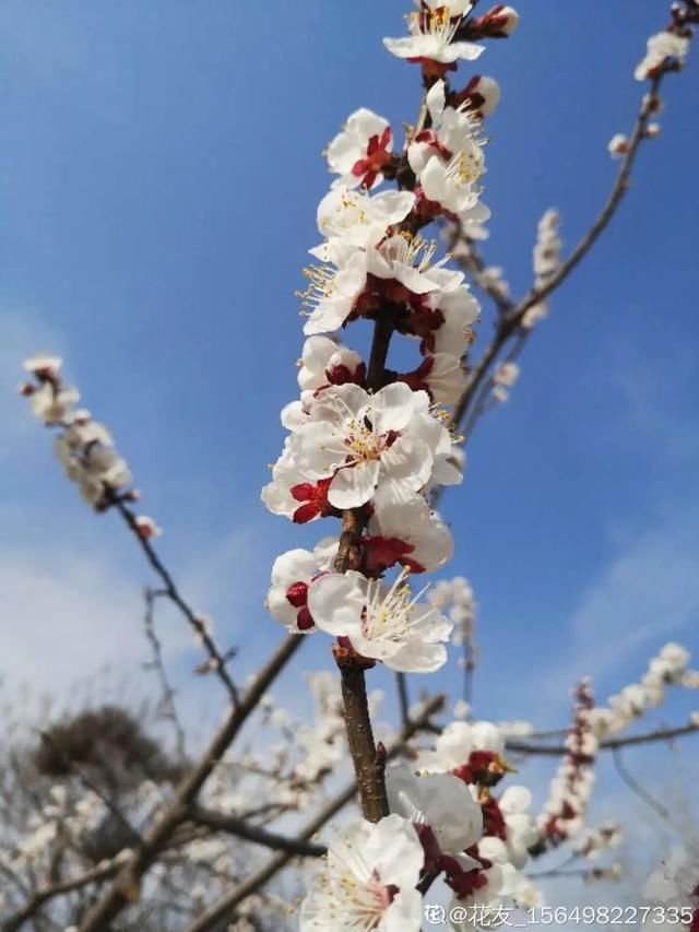  开出漂亮■阳春三月，出门踏青，原来有这么多漂亮花！