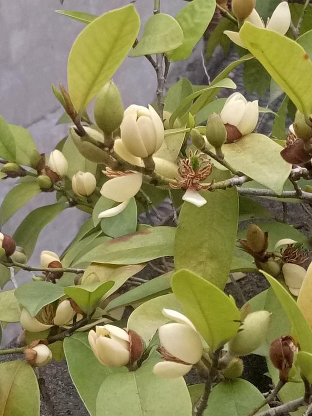  养护的时：含笑花名字取得真喜庆，开花可爱动人，香味飘到邻居家！