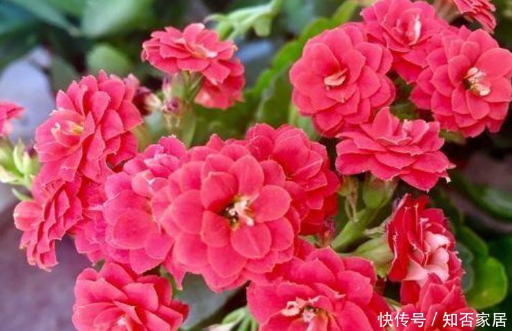 『越养越』5种花养在卧室,净化空气助睡眠,满屋都飘香,越养越喜欢