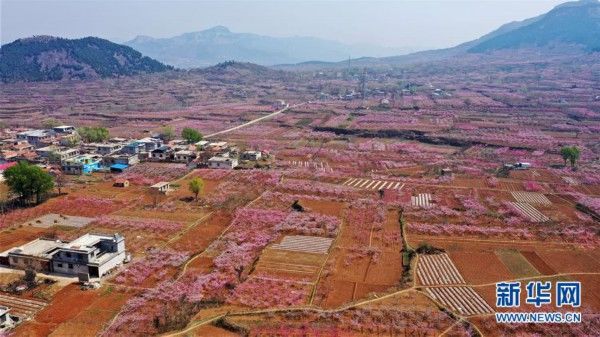  『南市仲宫街道的桃花』山东济南：万亩桃花笑春风