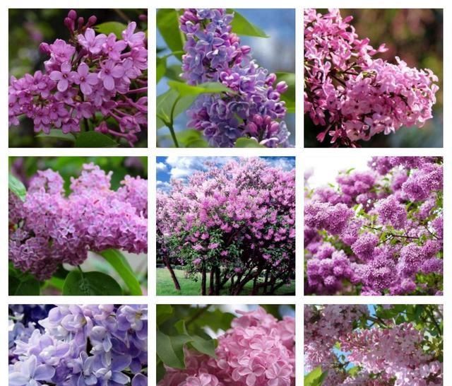  『适合』适合北方庭院栽的花木