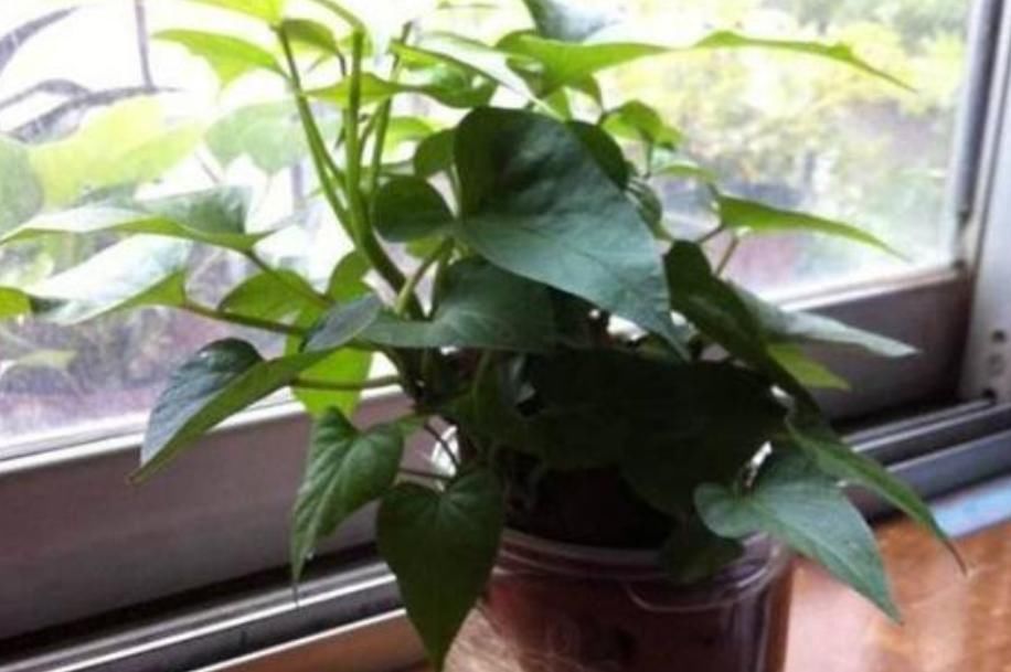  种菜：阳台盆栽5种菜，随吃随摘，不用出门买，吃完一茬又一茬！