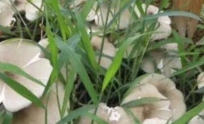  [农民]农村80后小时候经常吃的“它”现如今农民都舍不得吃，拿