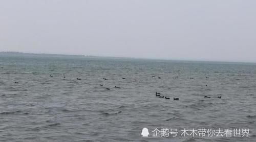 中国最大的沙漠湖泊，昭君遗留下的眼泪，有“陕北沙漠明珠”之称