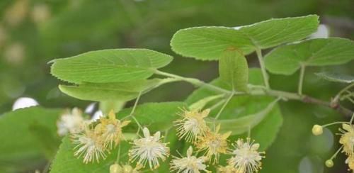  『顶级』这种植物，花是蜂蜜中顶级珍品，也是中药“至宝”，遇到请重视！