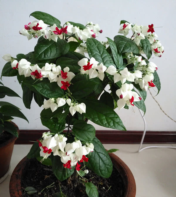  观赏价值：最好养的木本植物，扦插就能活，多季开花不说观赏价值还很高