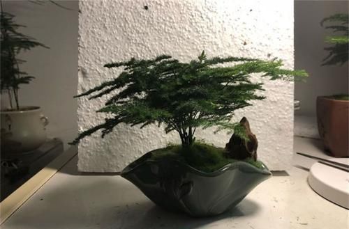  『客厅』1种植物，吸废气、杀细菌，养在客厅里，家人健康，比绿萝强