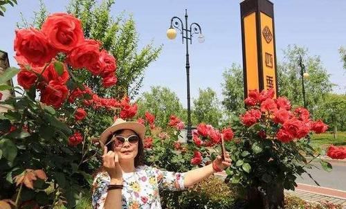  花花■少抽一包芙蓉王，此花也要种1棵，称国内“最美”之花花开3百天