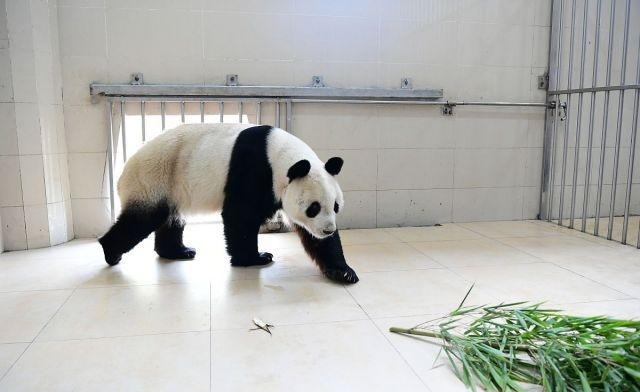 20岁大熊猫“园园”飞往奥地利,连走时饱餐一顿,人们夹道相送
