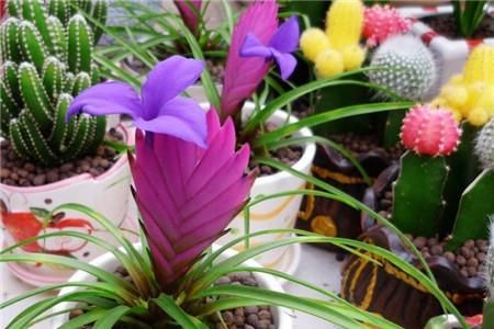  [新奇]铁兰开花了，紫色花朵太新奇，老妈非说是塑料假花！
